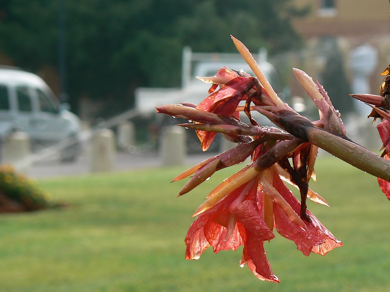 fleurs du donjon: fleur du donjon 013